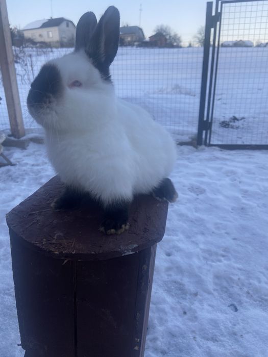 Каліфорнія на племя