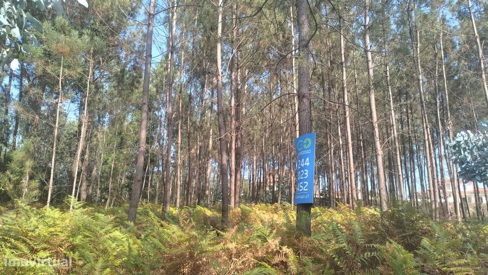 Terreno / Construção / Bidoeira de Baixo / Leiria