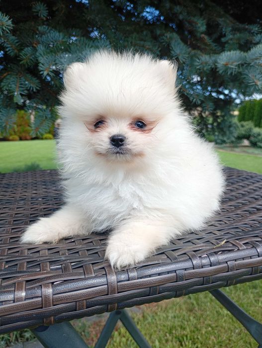Szpic Pomeranian typ Boo śliczny piesek