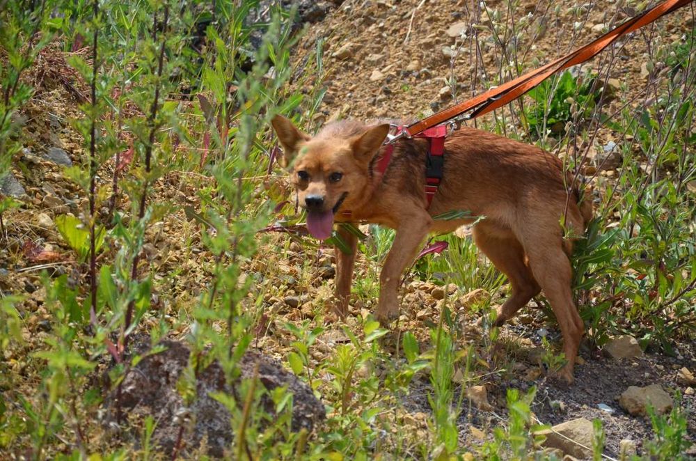 Rafi - kto go przytuli do serca ? ADOPCJA