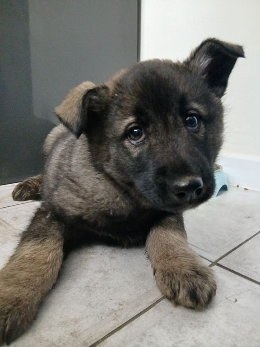 Собачки безкоштовно