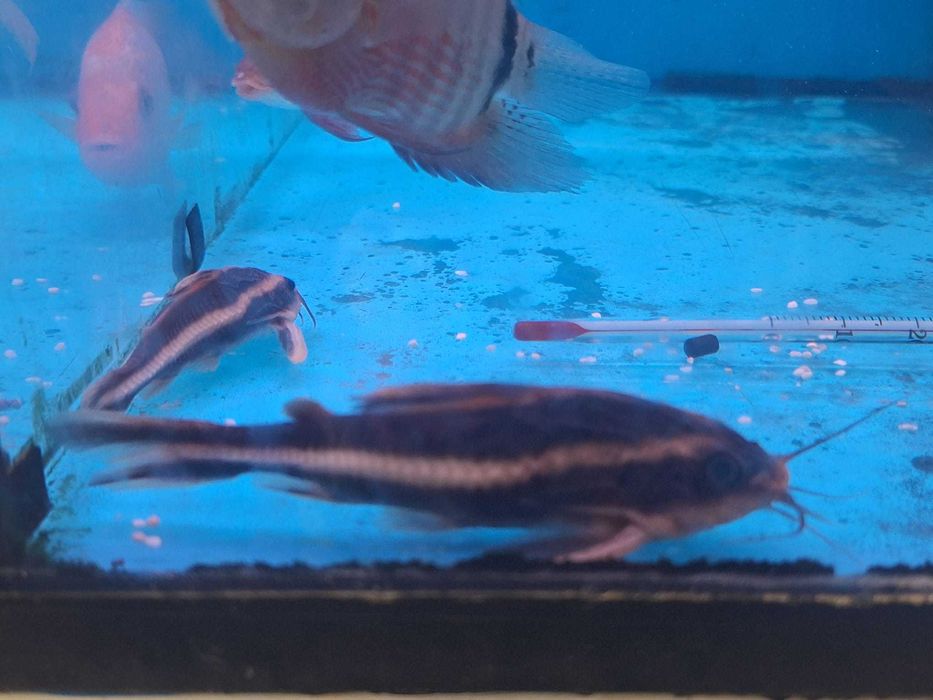 Platydoras costatus 2-3cm