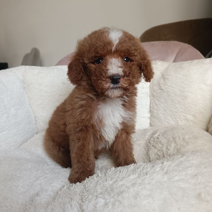 Міні Голдендудль (Лабрадудль). Шикарний хлопчик. Київ