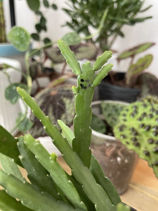 Обмін рослинами