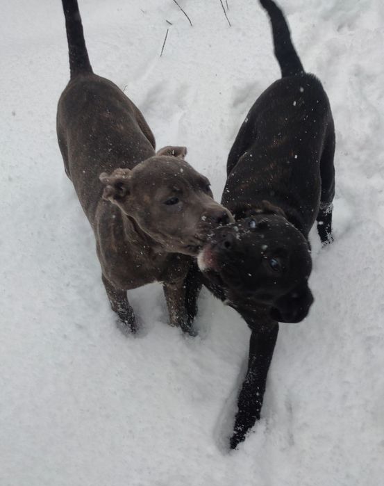 Продам кане корсо.чистокровні.