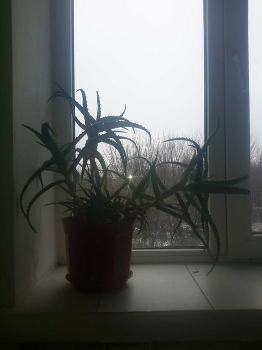 алоє столітник Самозабір