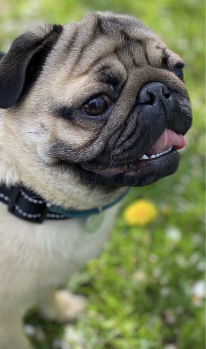 В’язка мопса!