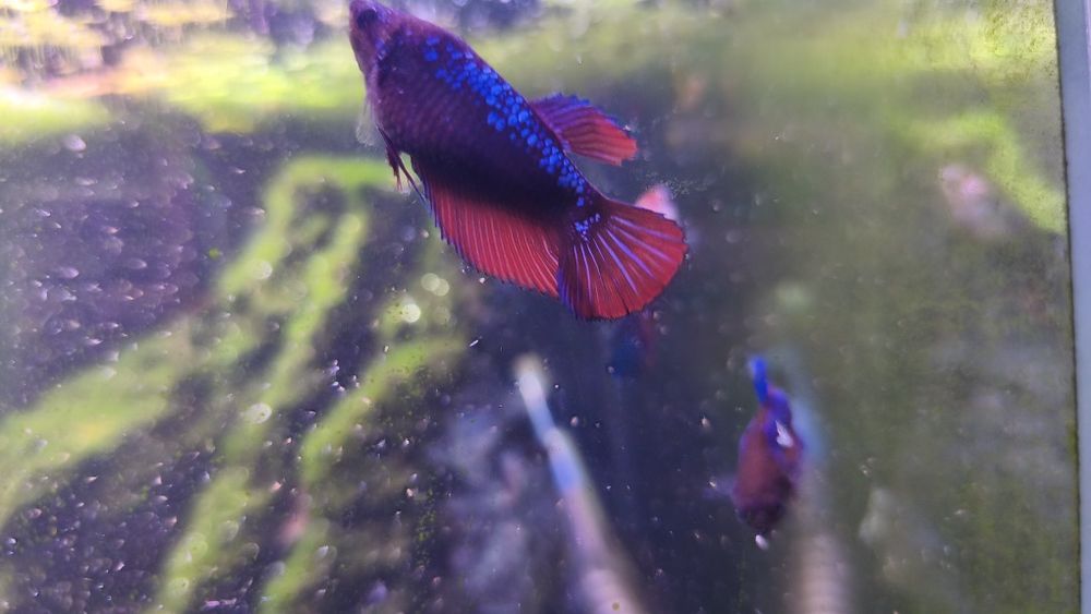 Bettas femmeas premium