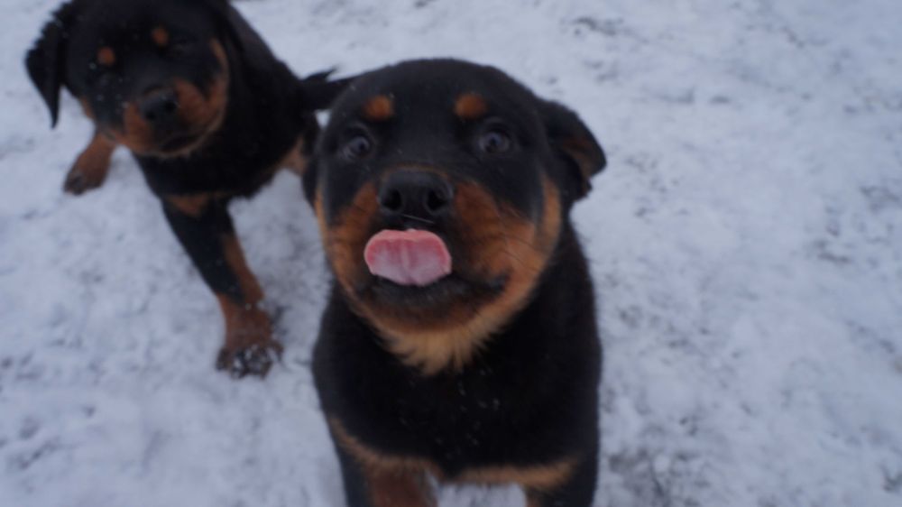 Sunia Rottweiler