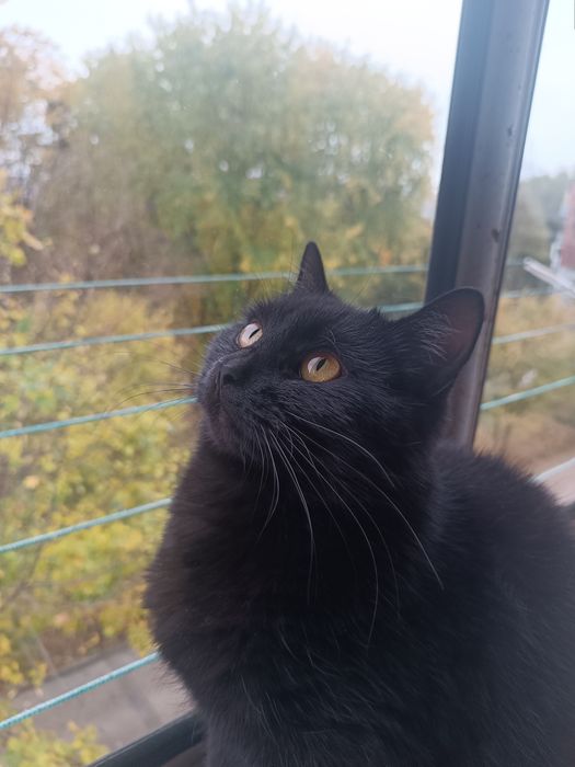 Віддам кішку в добрі руки . Львів