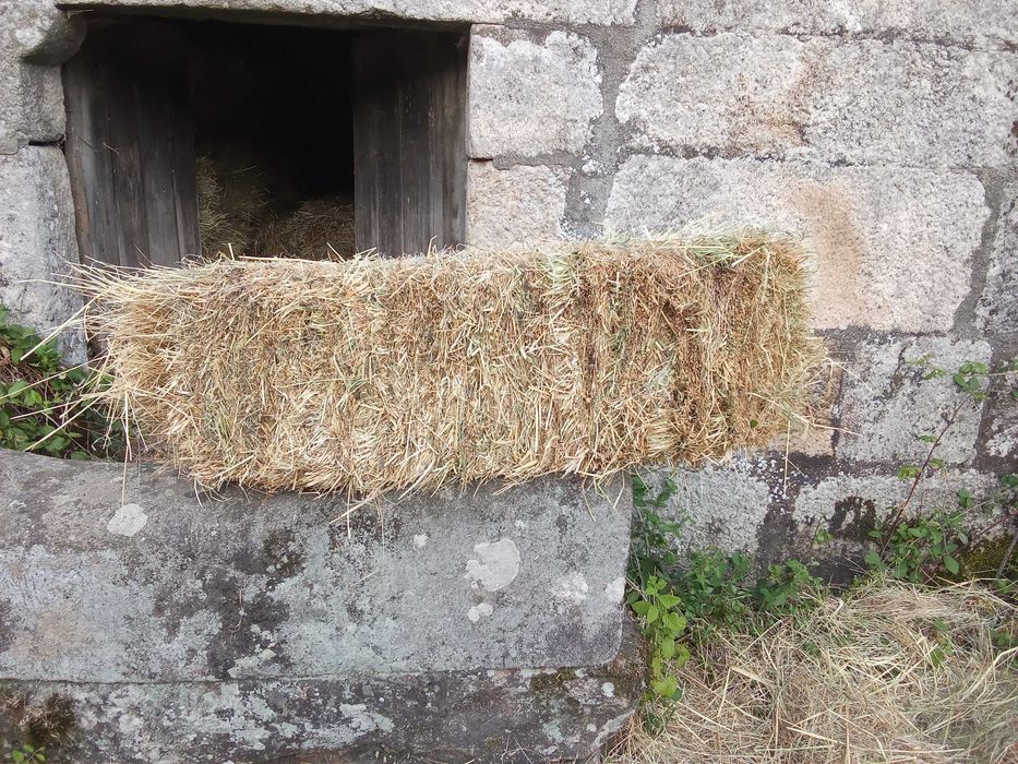 Fardos/Rolos 2025 Feno Bravo c/Qualidade