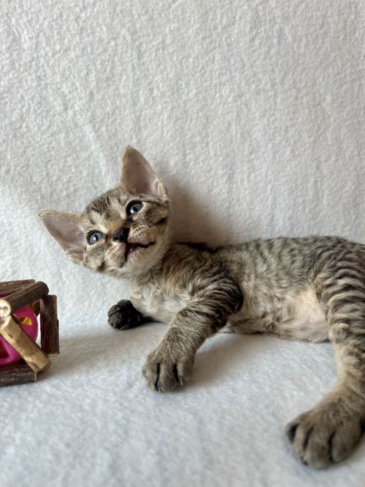 Котик Девон рекс/Devon Rex
