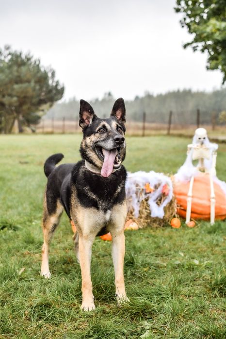 Komandos czeka na wspaniały dom