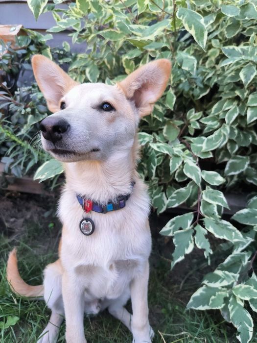 Цуценята в добрі руки