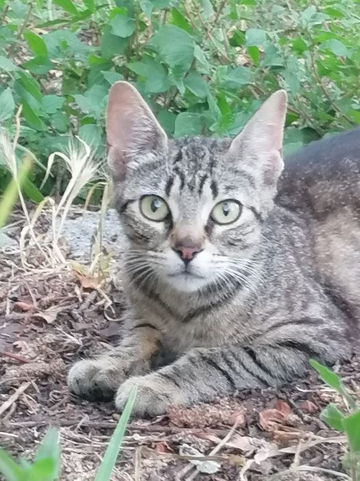 Gatinhos bebés para adoção responsável