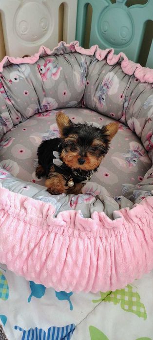 York mini piesek gotowy do odbioru Aktualne