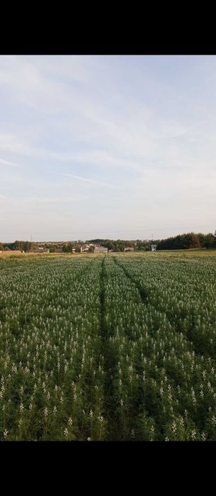 Łubin biały gorzki