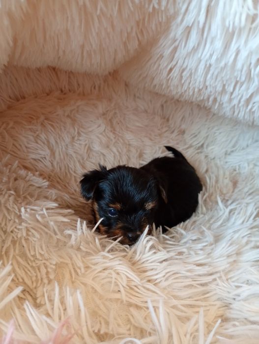 Yorkshire Terrier