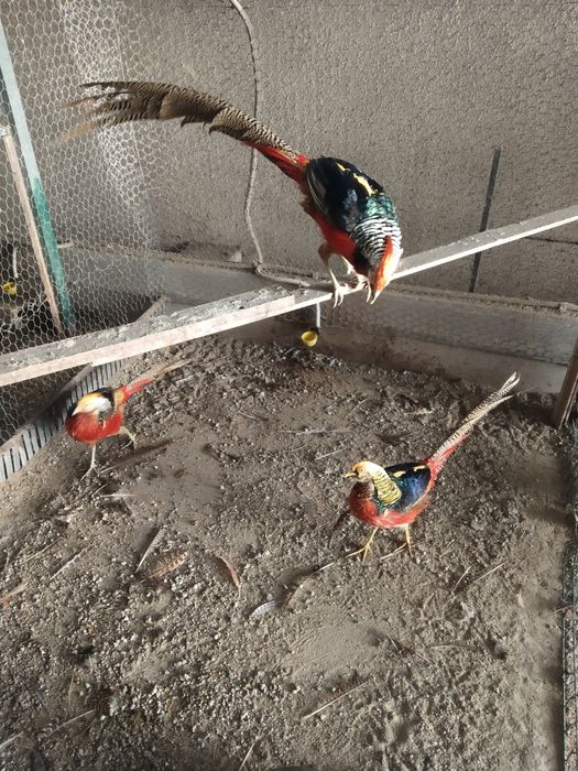 Tenho , ovos galados  de faisoes dourados .