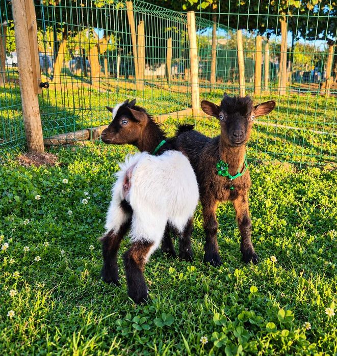 Cabras Anãs e Cabrinhas Micro Anãs
