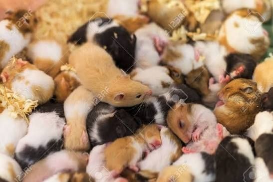 Хомяки Пишите звоните.  Днепр