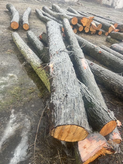 Drewno opał/tartak