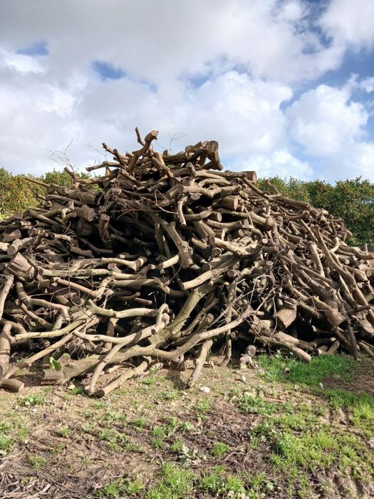 Lenha Bruta das laranjeiras