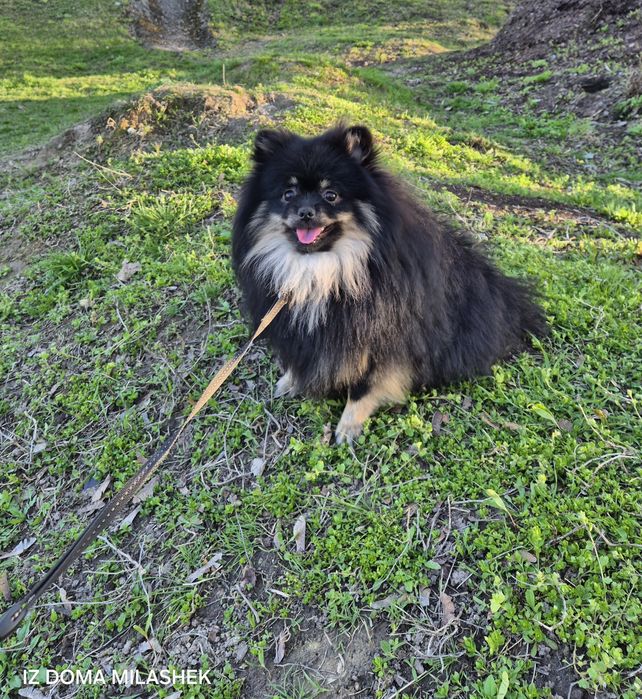 Щенкишпіцеманіялюбімки