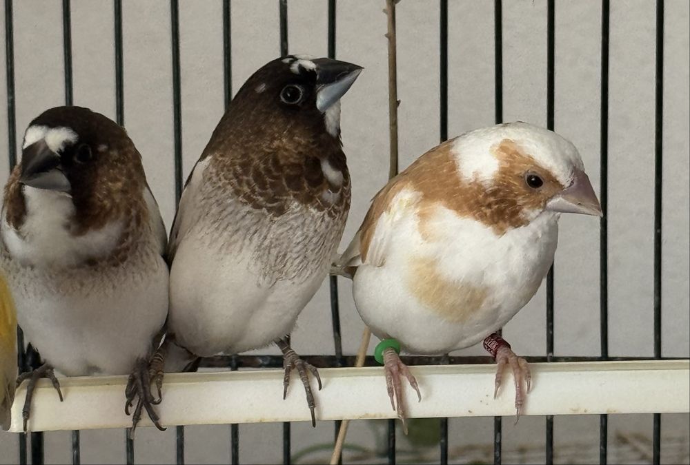 Bengalins - aves