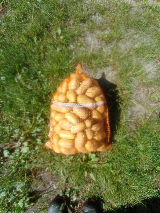 Ziemniaki vineta denar