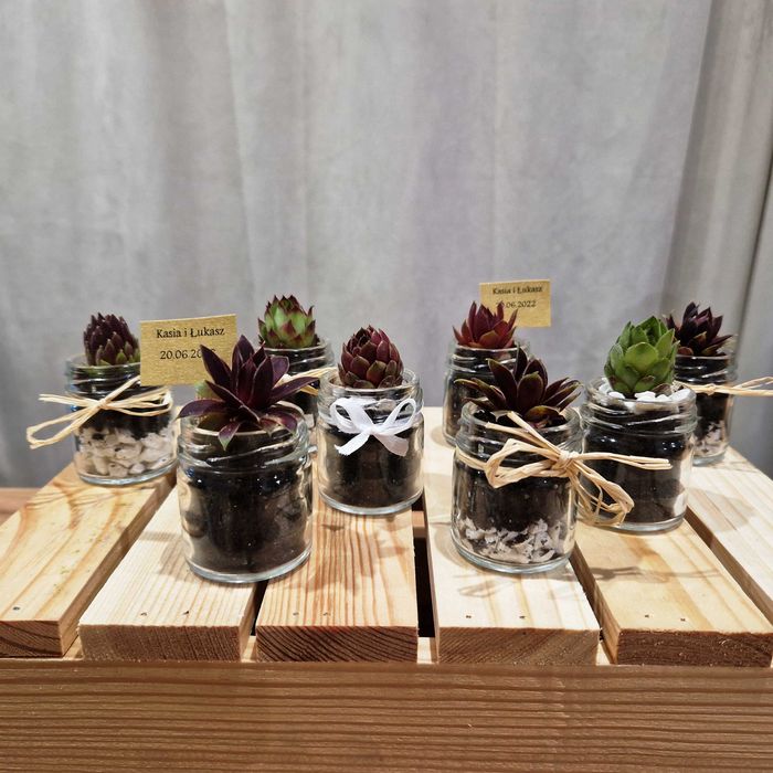 podziękowania dla gości rojniki sukulenty upominki weselne
