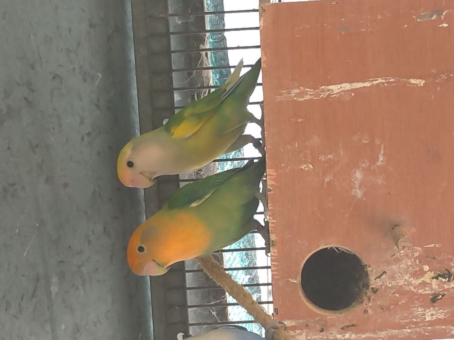 Agapornis roseicolis
