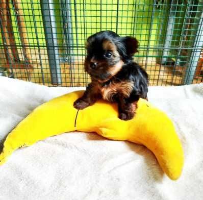 Yorkshire miniaturka piesek 2500 zł