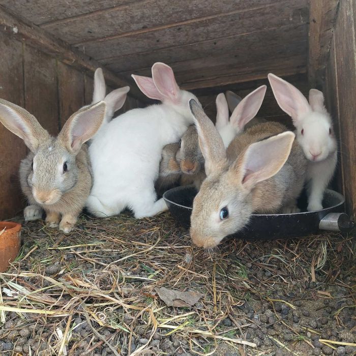 Coelhos cruzados