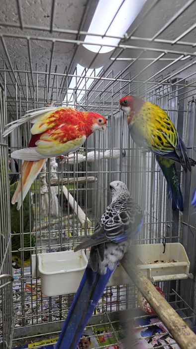 Roselias muito bonitas