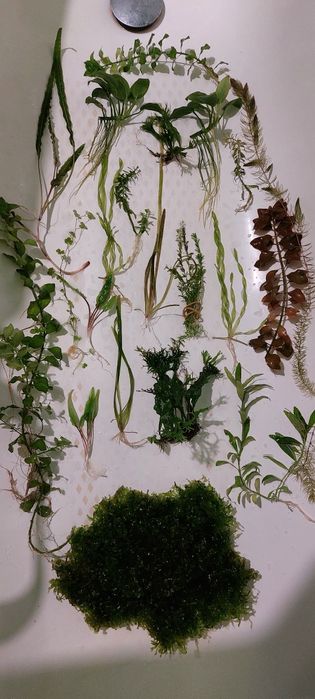 Рослини для акваріуму