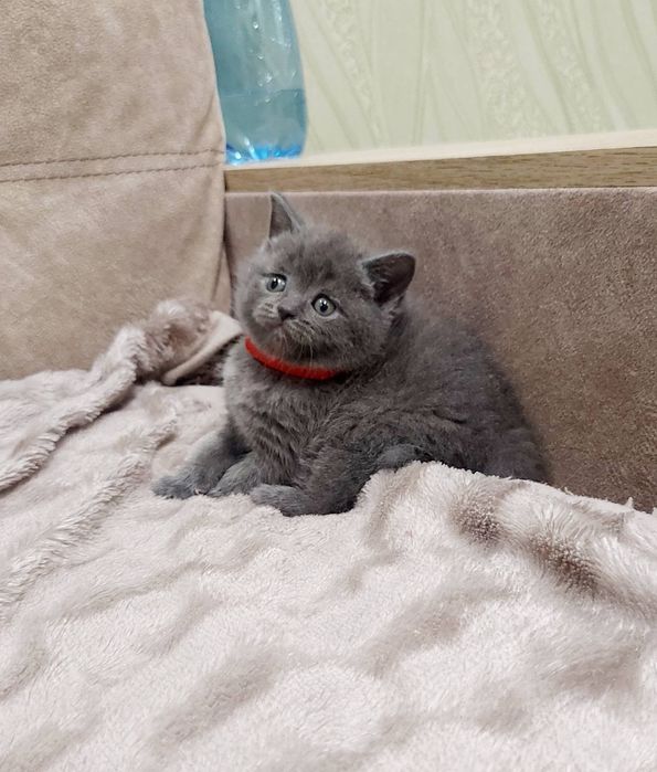 Британська голуба дівчинка