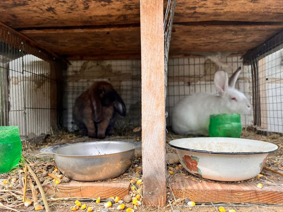 Продам кролів різних порід та різного віку.