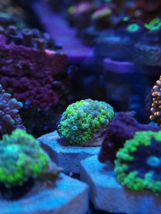 Ricordias yumma corais agua salgada