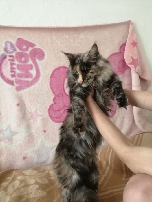 Мейнкуни кошеня кіт і кицьки