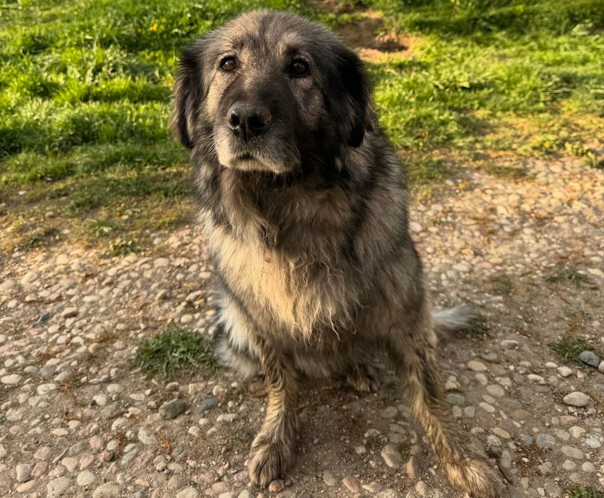 Suczka owczarka Kraskiego szuka domu