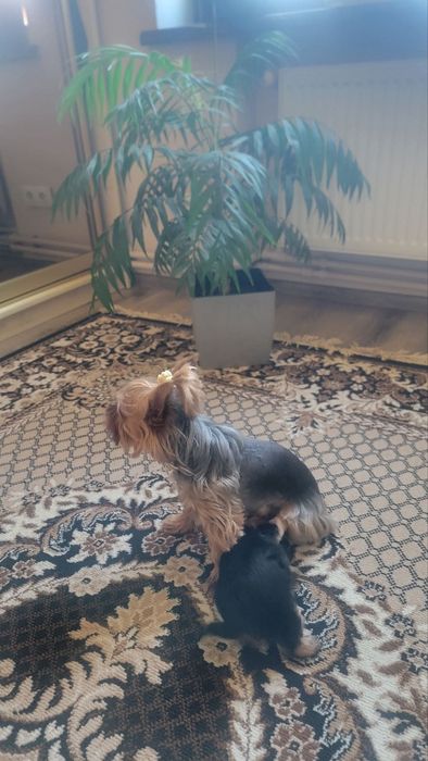 Продаються цуценята міні Йоркшир-терєр