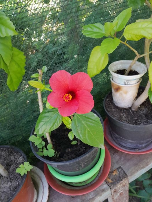 Гибискус.китайская роза.