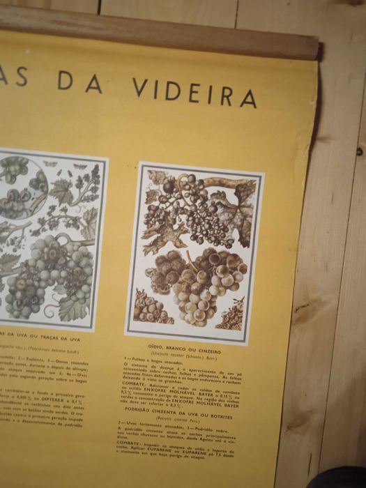 Poster Bayer anos 60