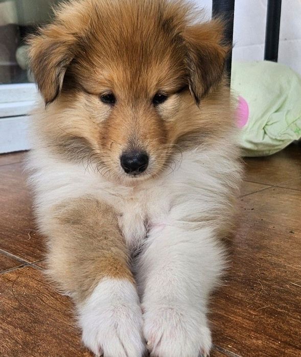 Owczarek Szkocki długowłosy szczeniak piesek