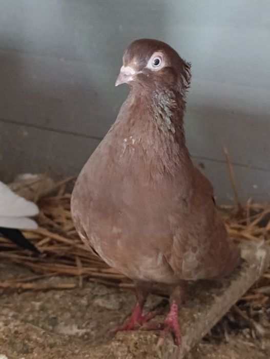 Gołębie ozdobne kingi itd opis!!!