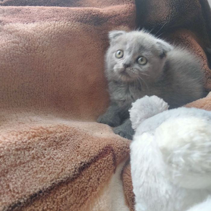 Девочка шотландский скоттиш фолд