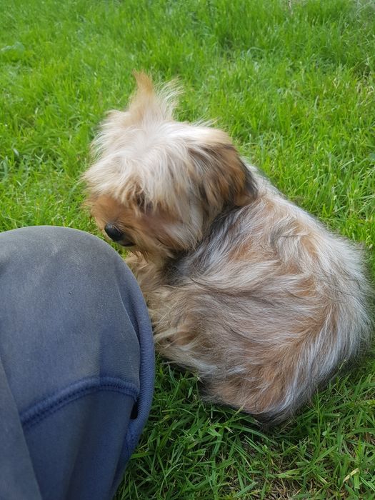 Yorkshire Terrier Ocean Pearl piesek