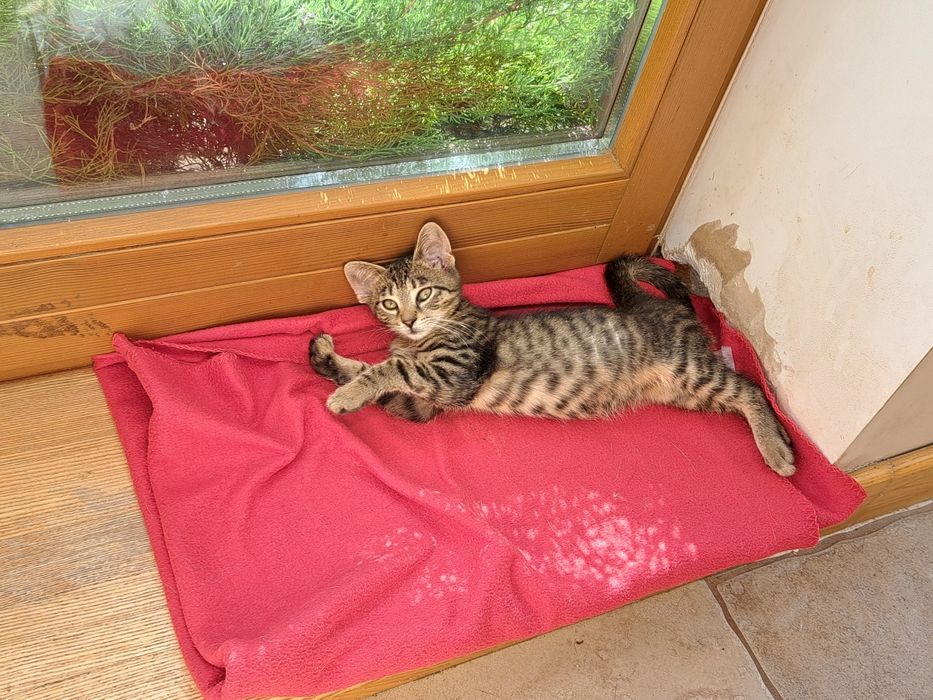 Forcik do adopcji, 4 miesięczny kociak