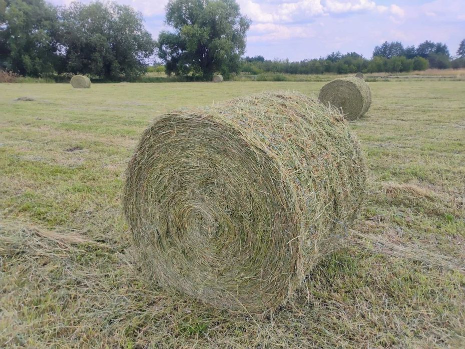 Siano na sprzedaż